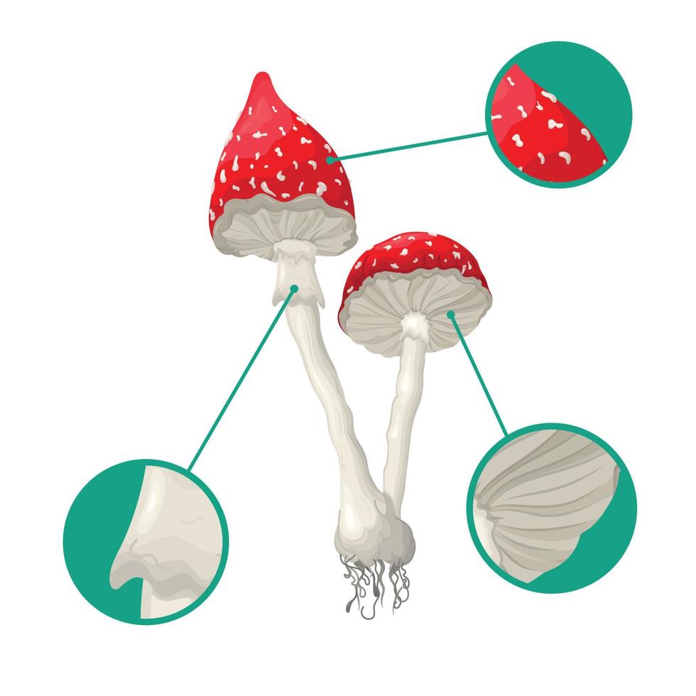 Vector illustration of the fungus. A close-up illustration of a flycatcher. Suitable for school themes.