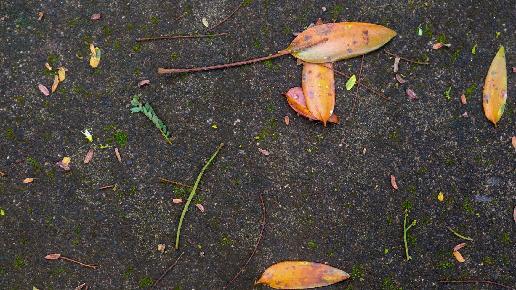 textura de carretera de hormigón cubierto de musgo con hojas caídas y secas foto