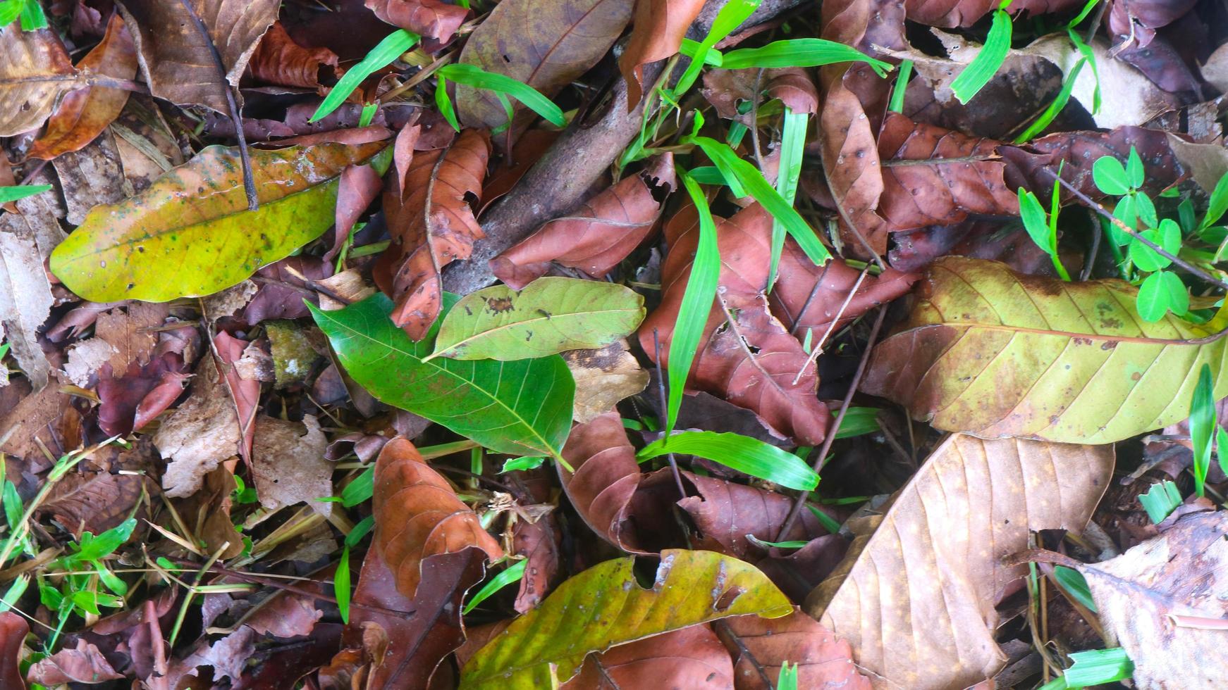 dry leaves on the ground falling from the tree photo