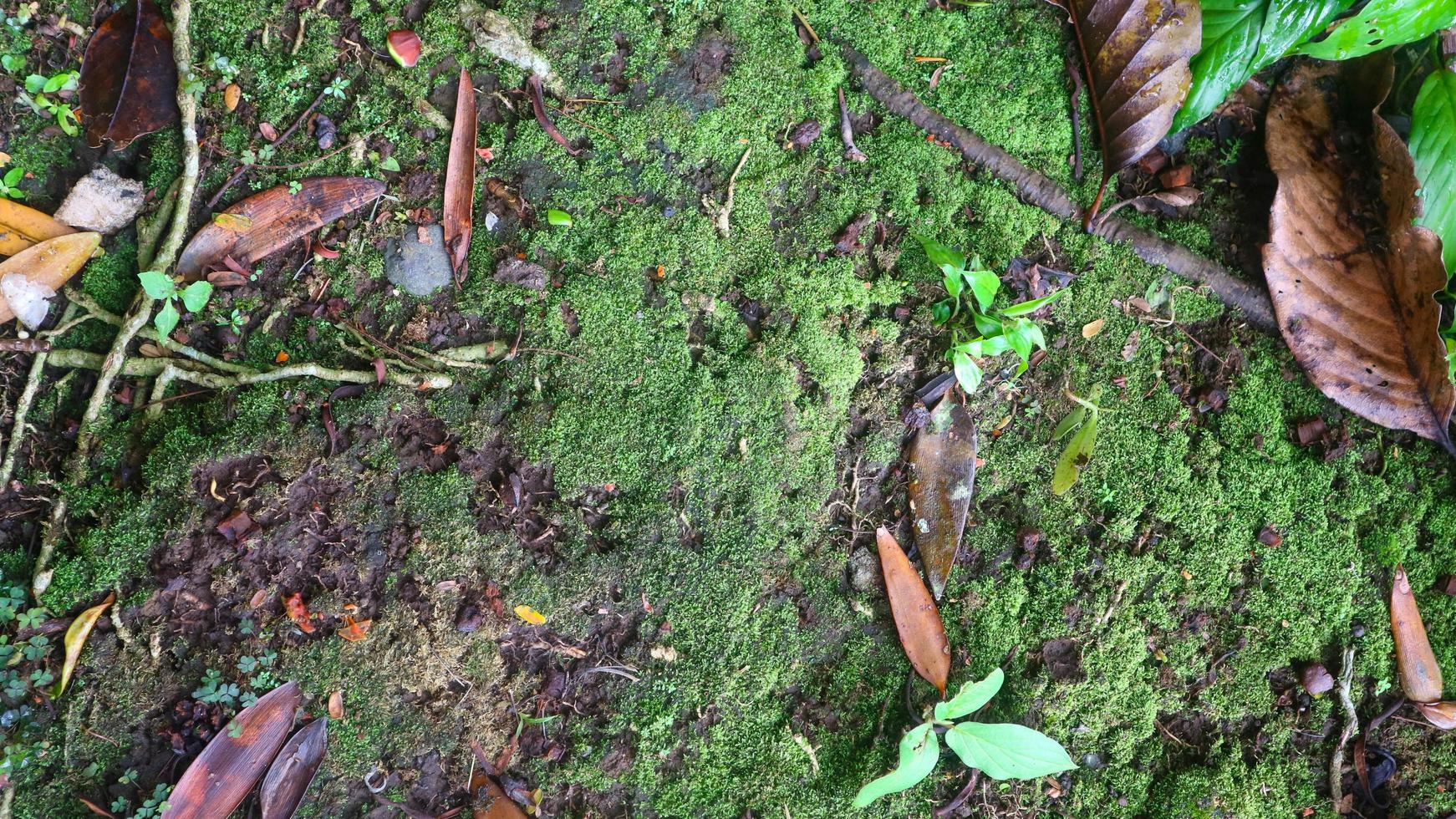 Mossy street texture with fallen leaves photo