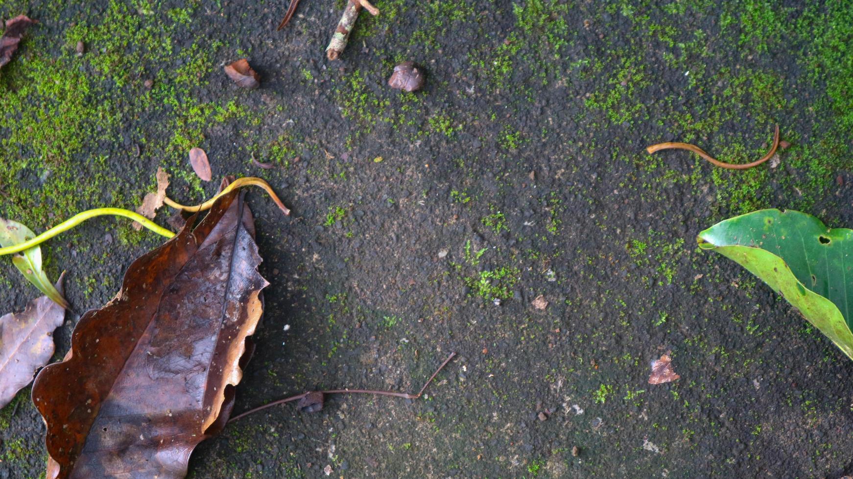 Mossy concrete road texture with fall leaves photo