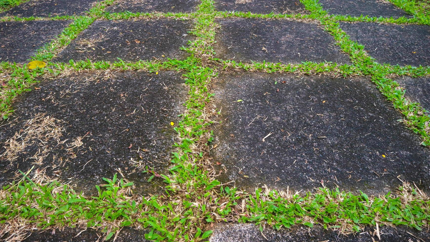 concrete block driveway with green grass in between. as background photo