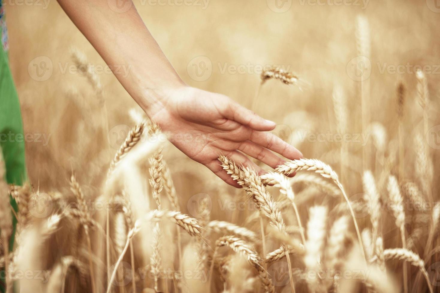 Wheat ears and the hand photo