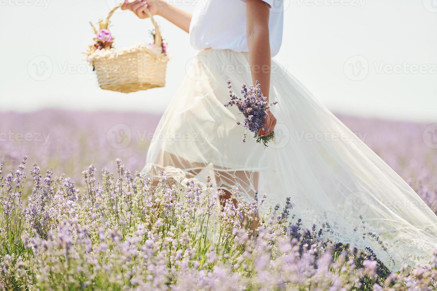 Close up view of woman in beautiful white dress that using basket to collect lavender in the field photo