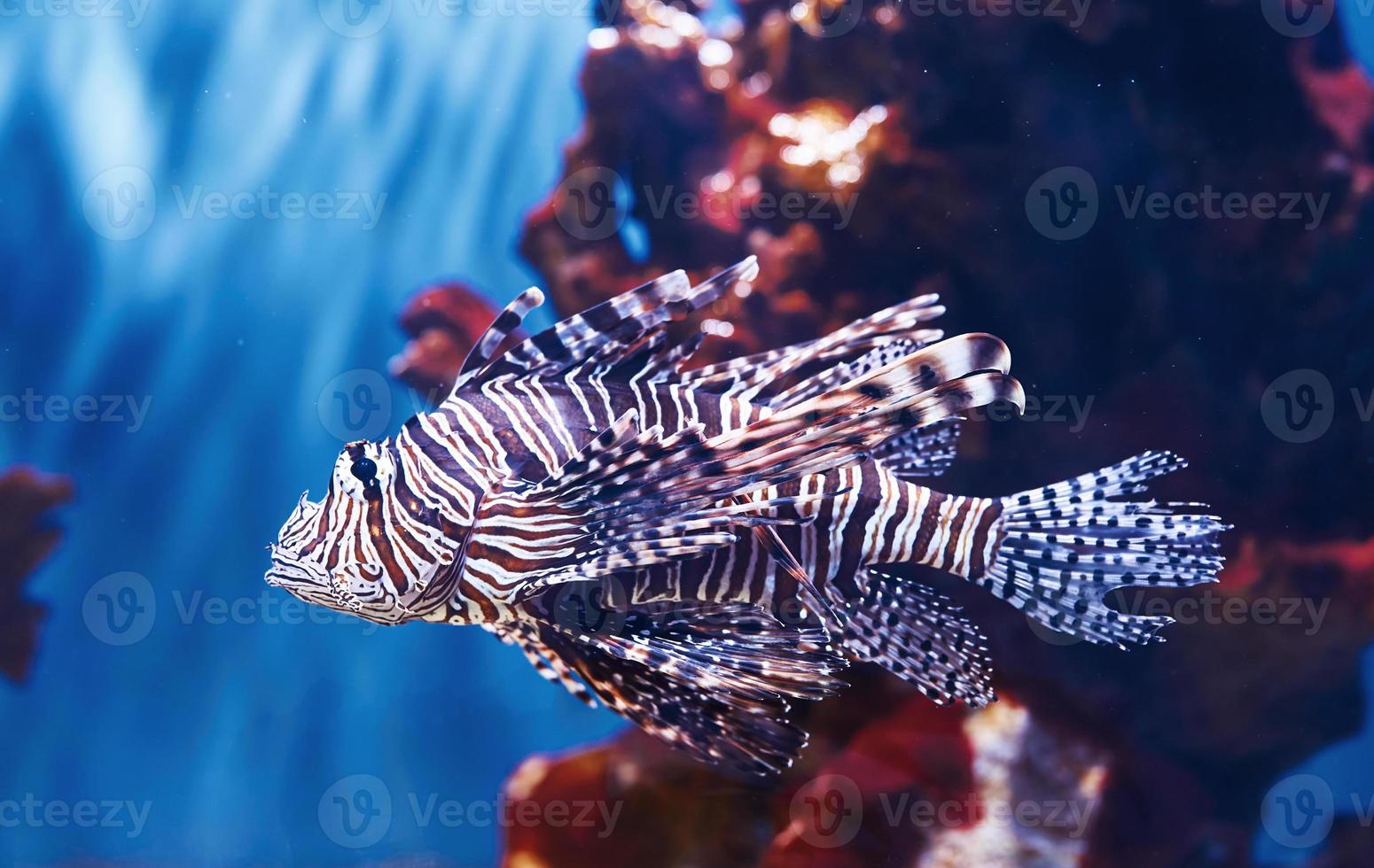 Pterois volitans. Underwater close up view of tropical fishes. Life in ocean photo