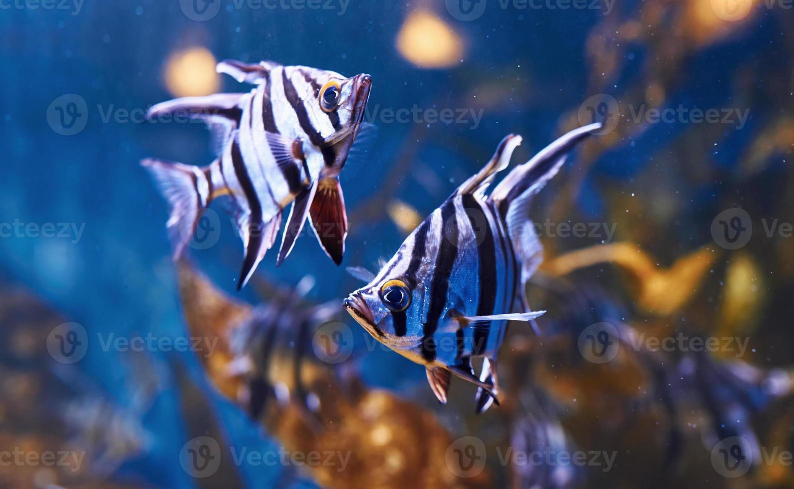 Enoplosus armatus. Underwater close up view of tropical fishes. Life in ocean photo