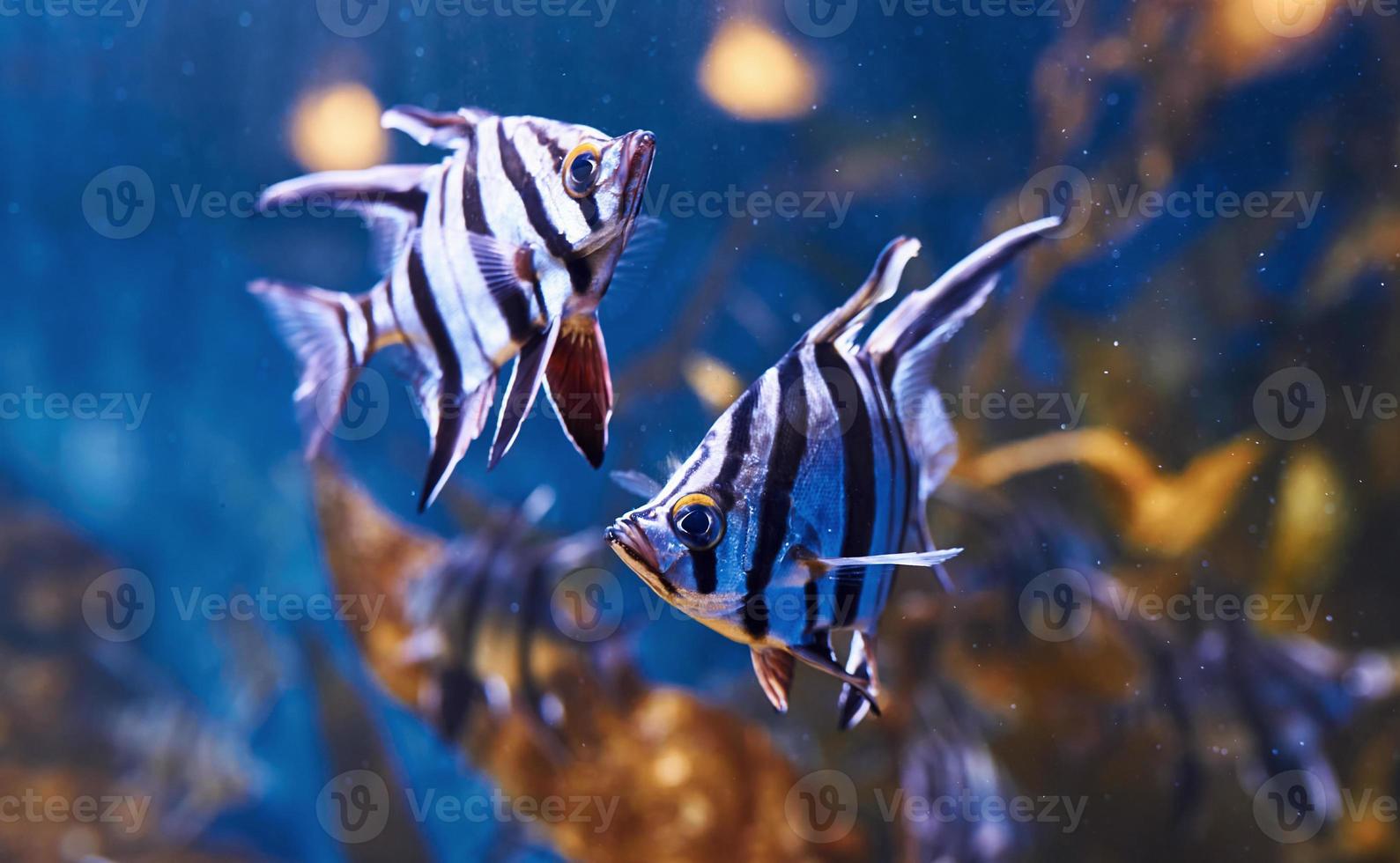 enoplosus armatus. vista de cerca bajo el agua de peces tropicales. vida en el océano foto