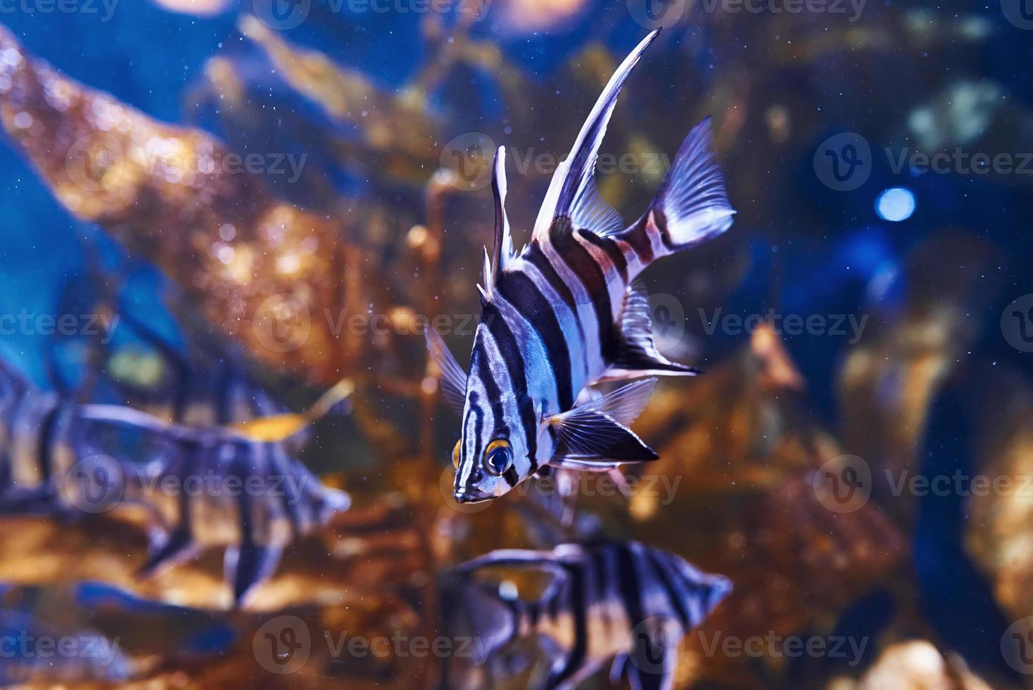 Enoplosus armatus. Underwater close up view of tropical fishes. Life in ocean photo