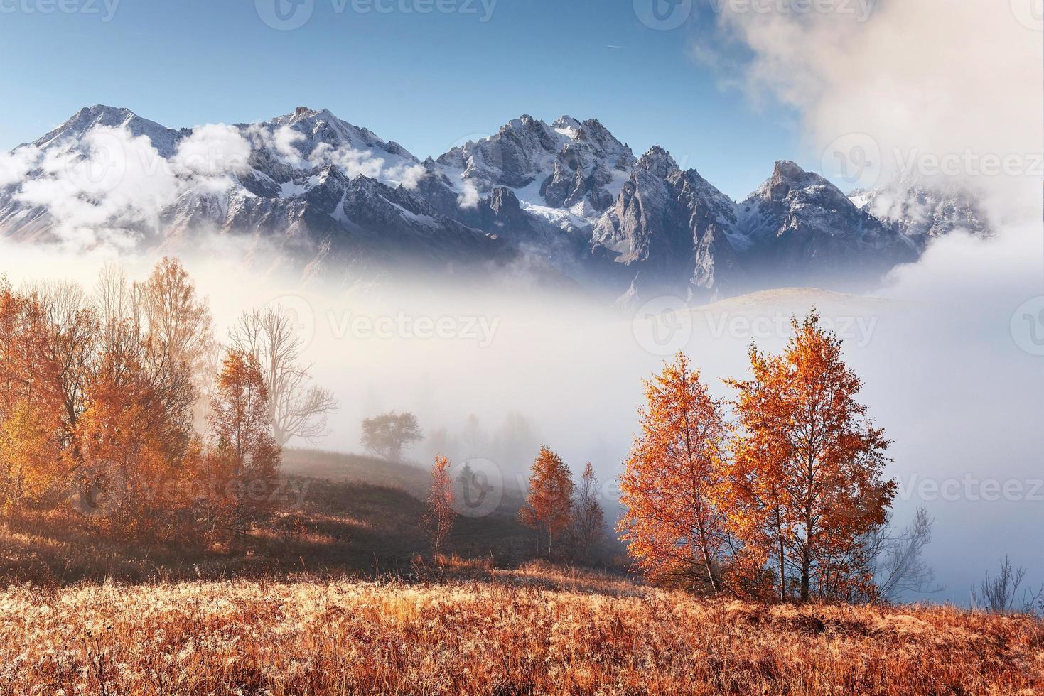 majestuoso paisaje con árboles de otoño en el bosque brumoso. cárpatos, ucrania, europa. mundo de la belleza foto