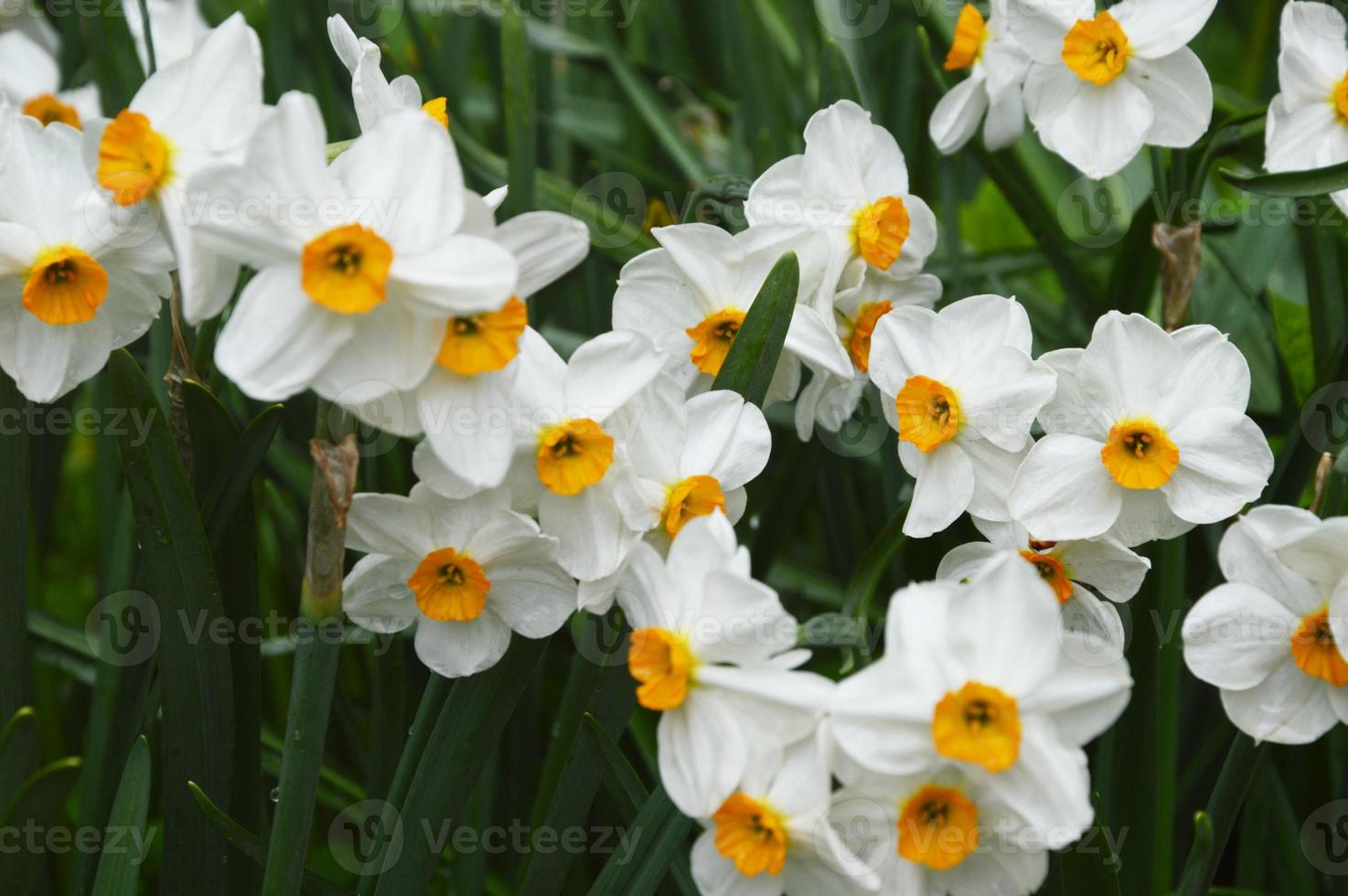 White daffodils bloom on a background of green grass. Spring flowers in the city park. Natural background. photo