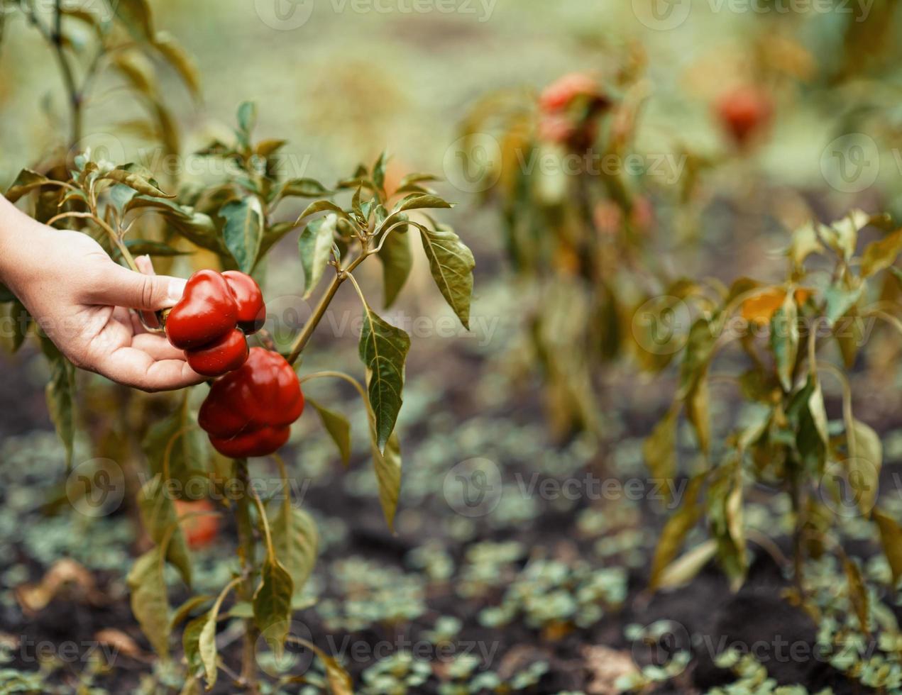 red peppers in hand photo