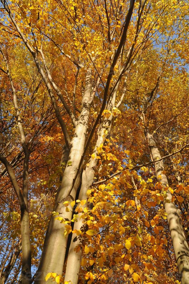 bosque de otoño amarillo foto