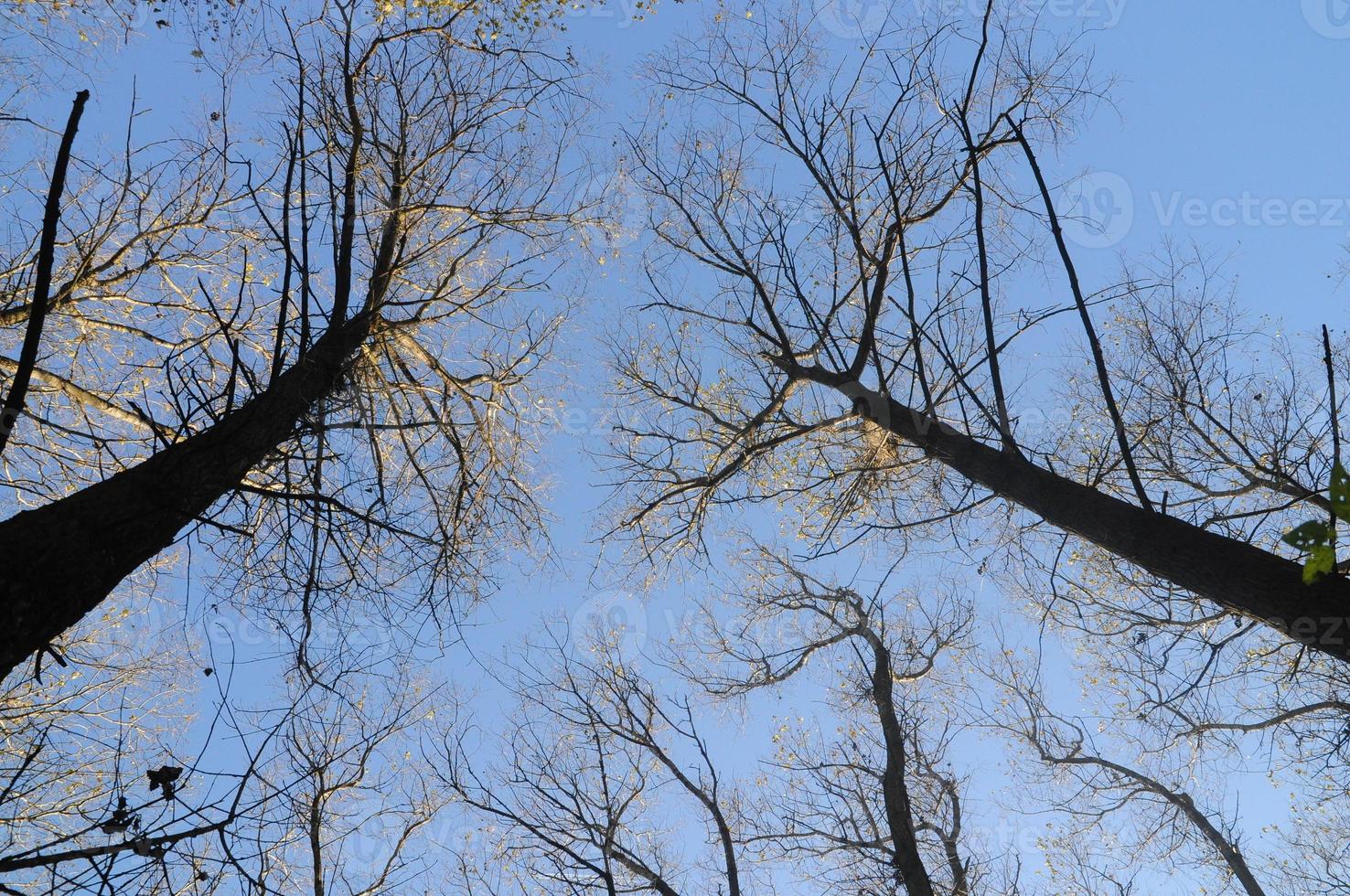 Autumn tree and sky photo
