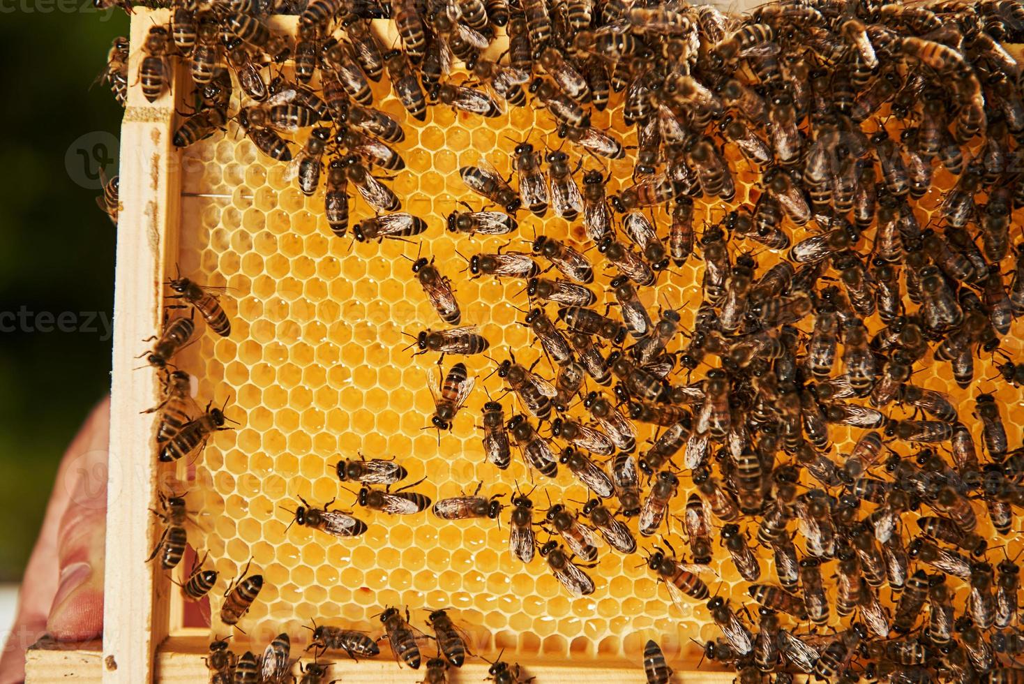 Detailed view of honeycomb full of bees. Conception of apiculture photo