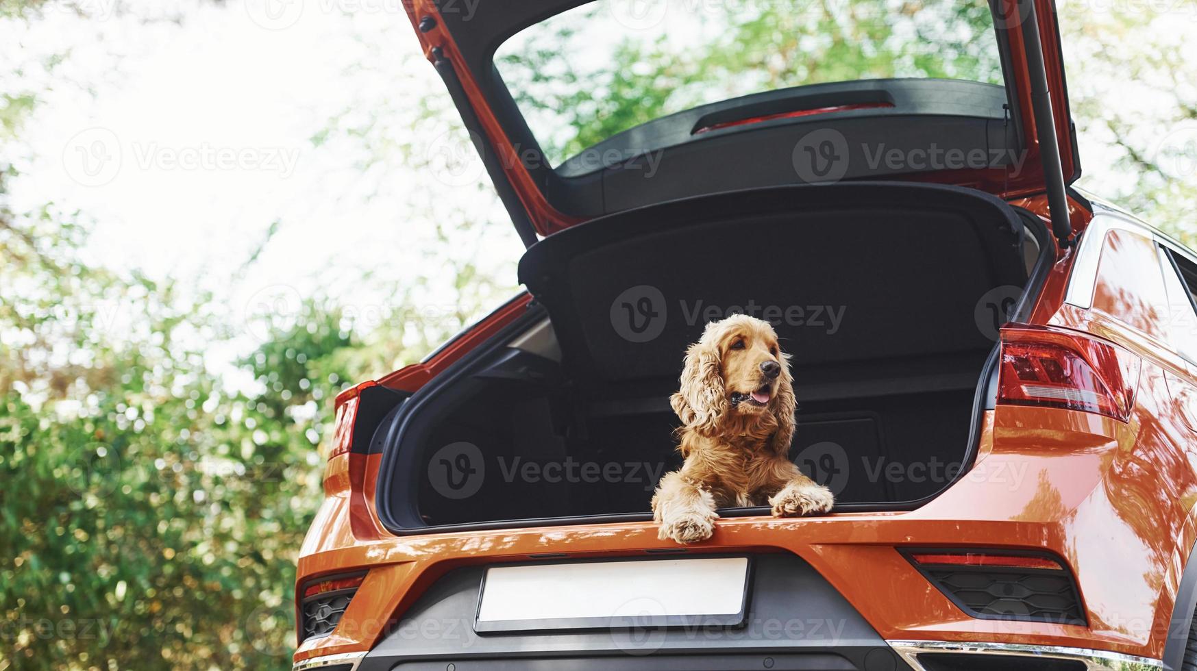 Dog is on the backseat of modern car that parked in the forest photo