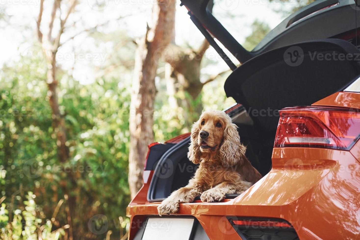 el perro está en el asiento trasero del camión moderno que estacionó en el bosque foto