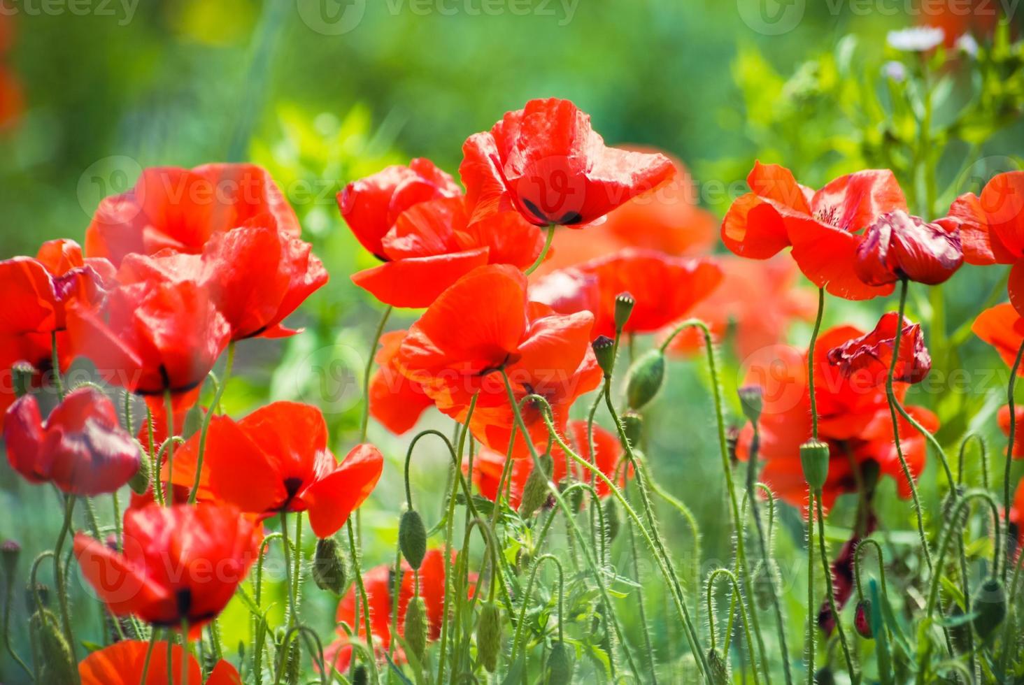 acianos y amapola roja foto