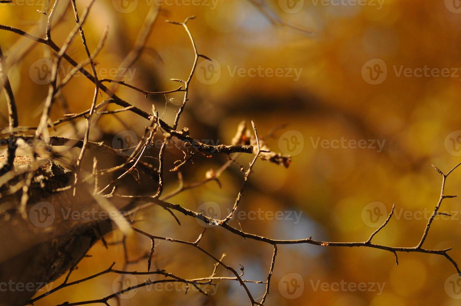 Yellow autumn forest photo