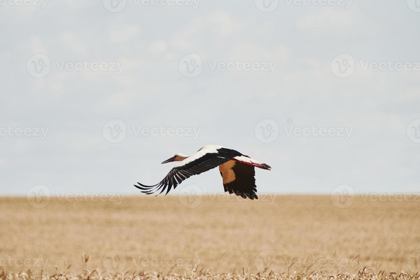 One stork flying high up in the sky. Wings raised. Animal wildlife photo