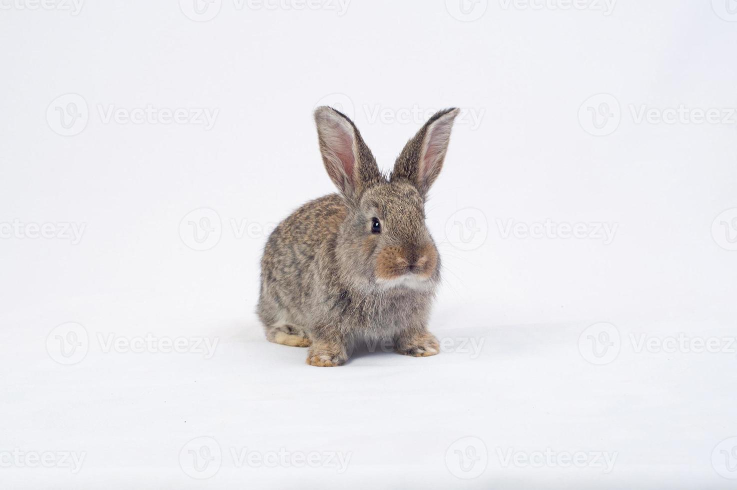 rabbit eating a carrot photo