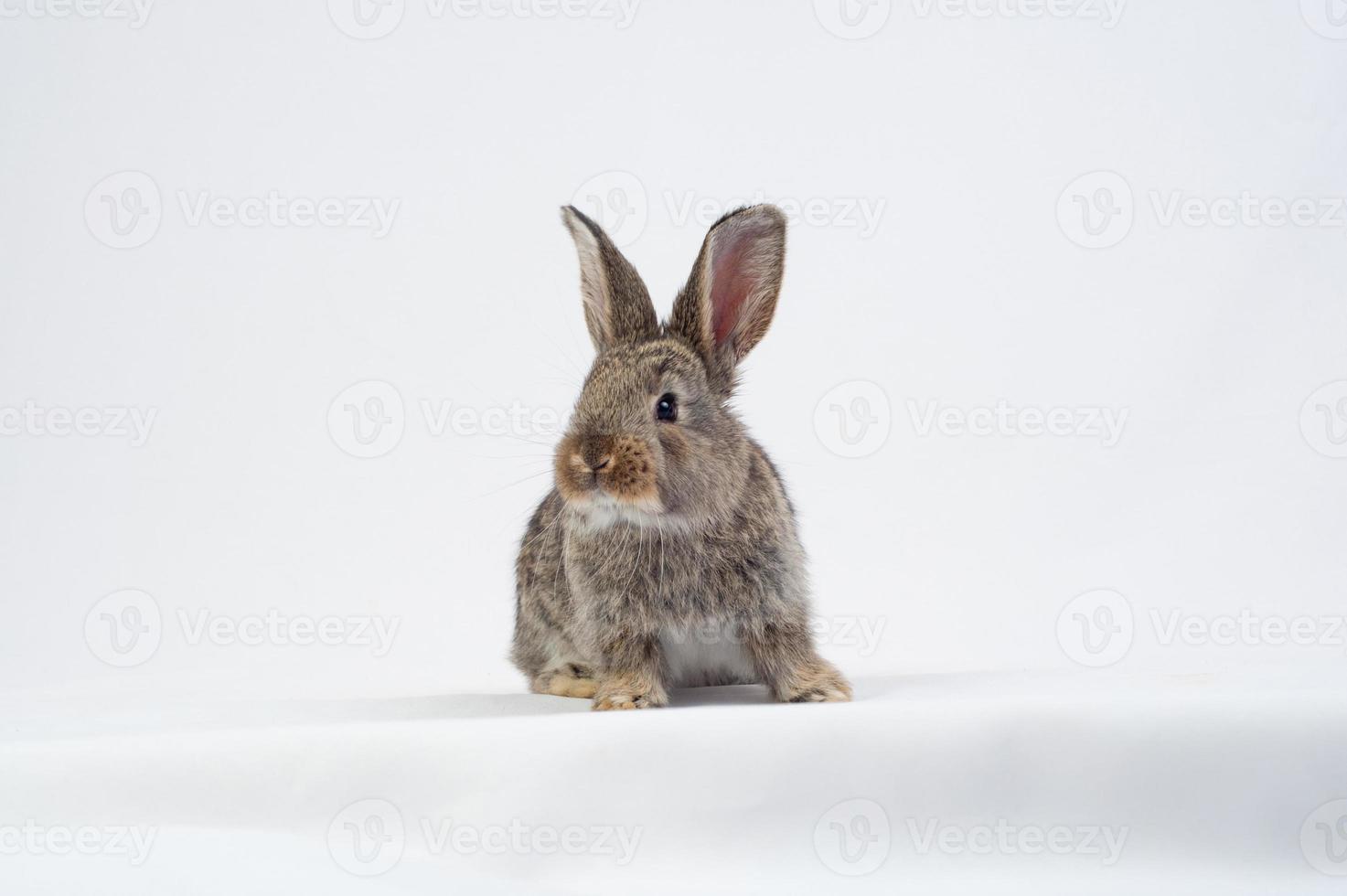 rabbit eating a carrot photo