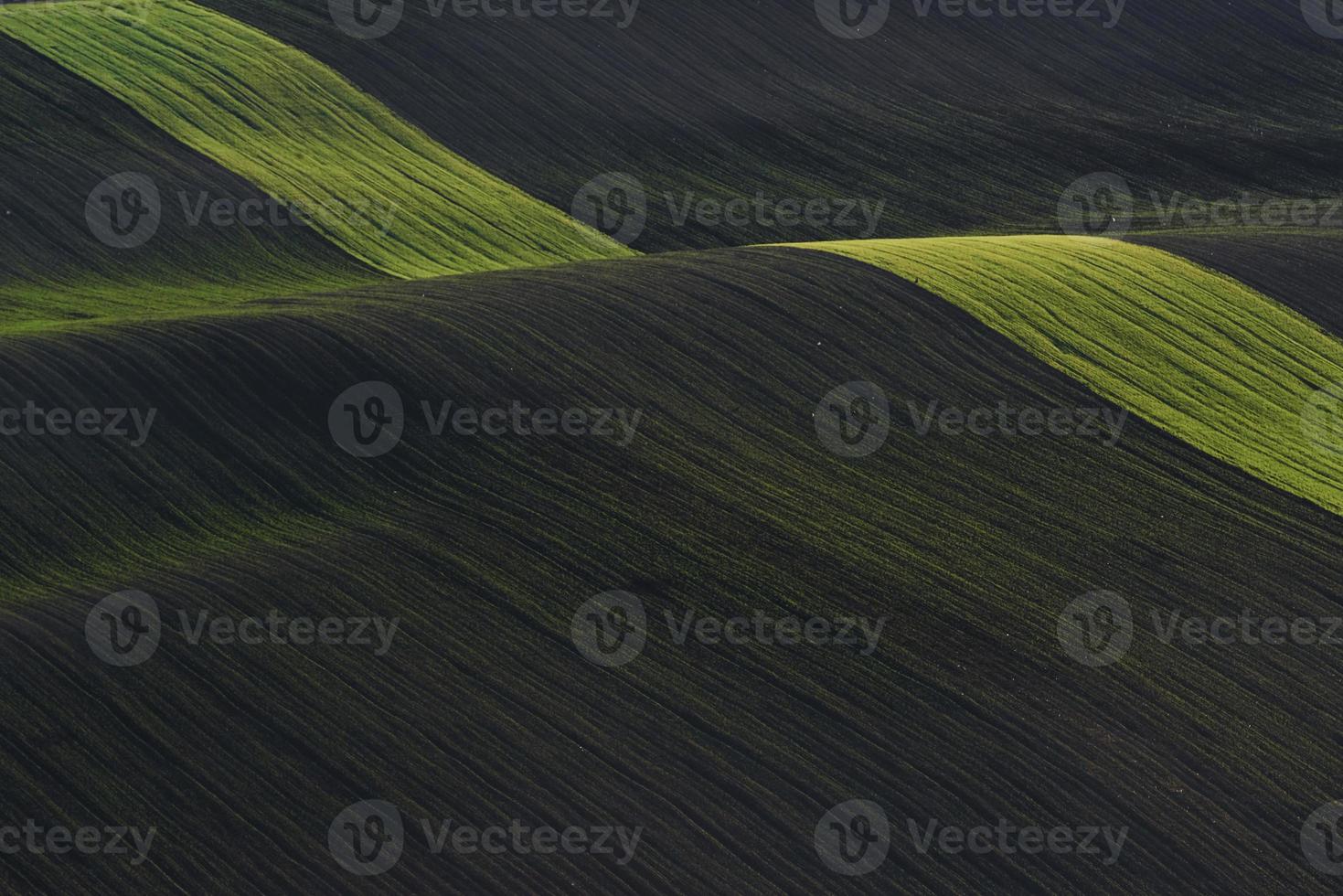 Rural scene. Green agricultural fields of Moravia at daytime. Nice weather photo