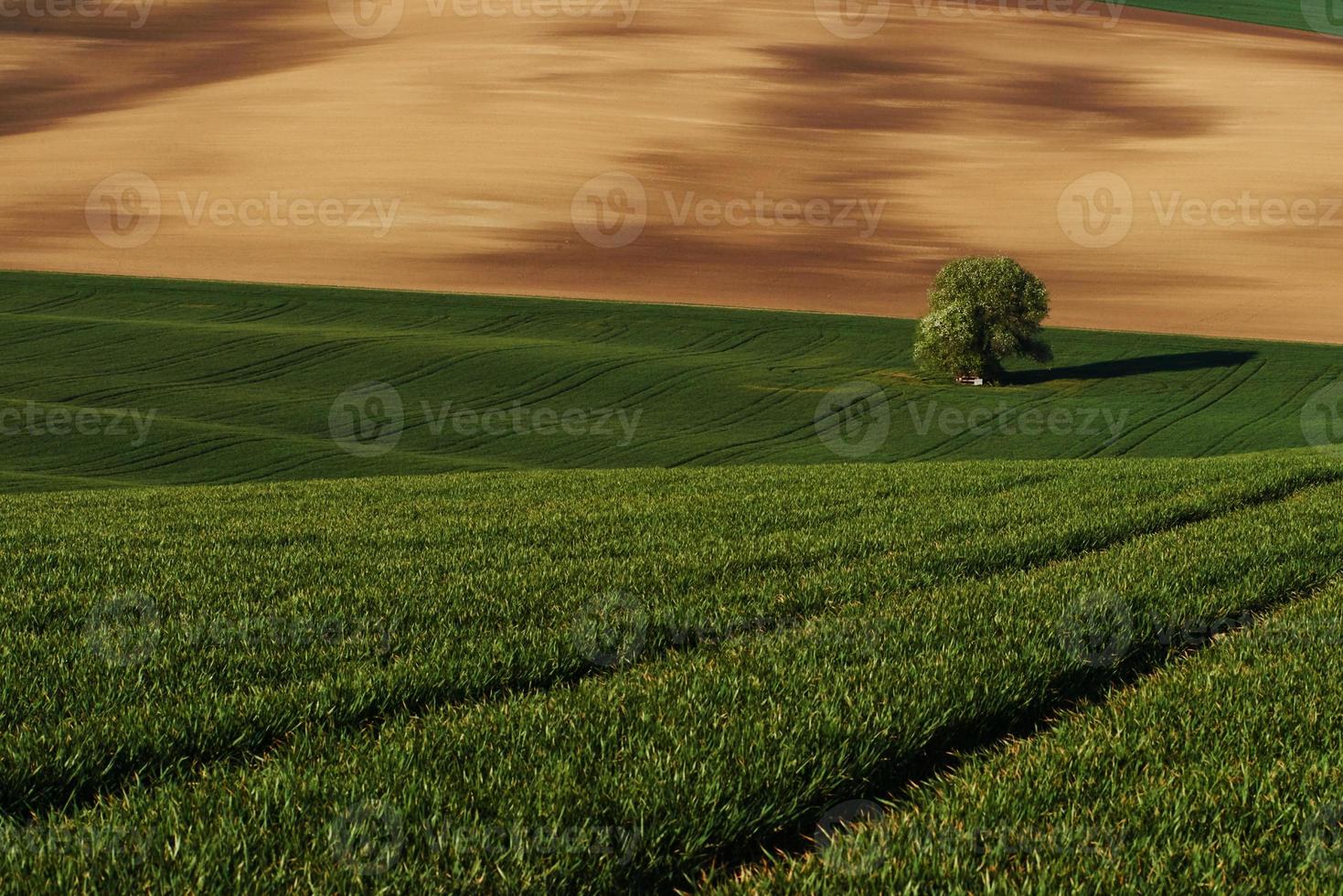 tejido de color dorado. árbol en campo verde en moravia. Hermosa naturaleza. escena campestre foto