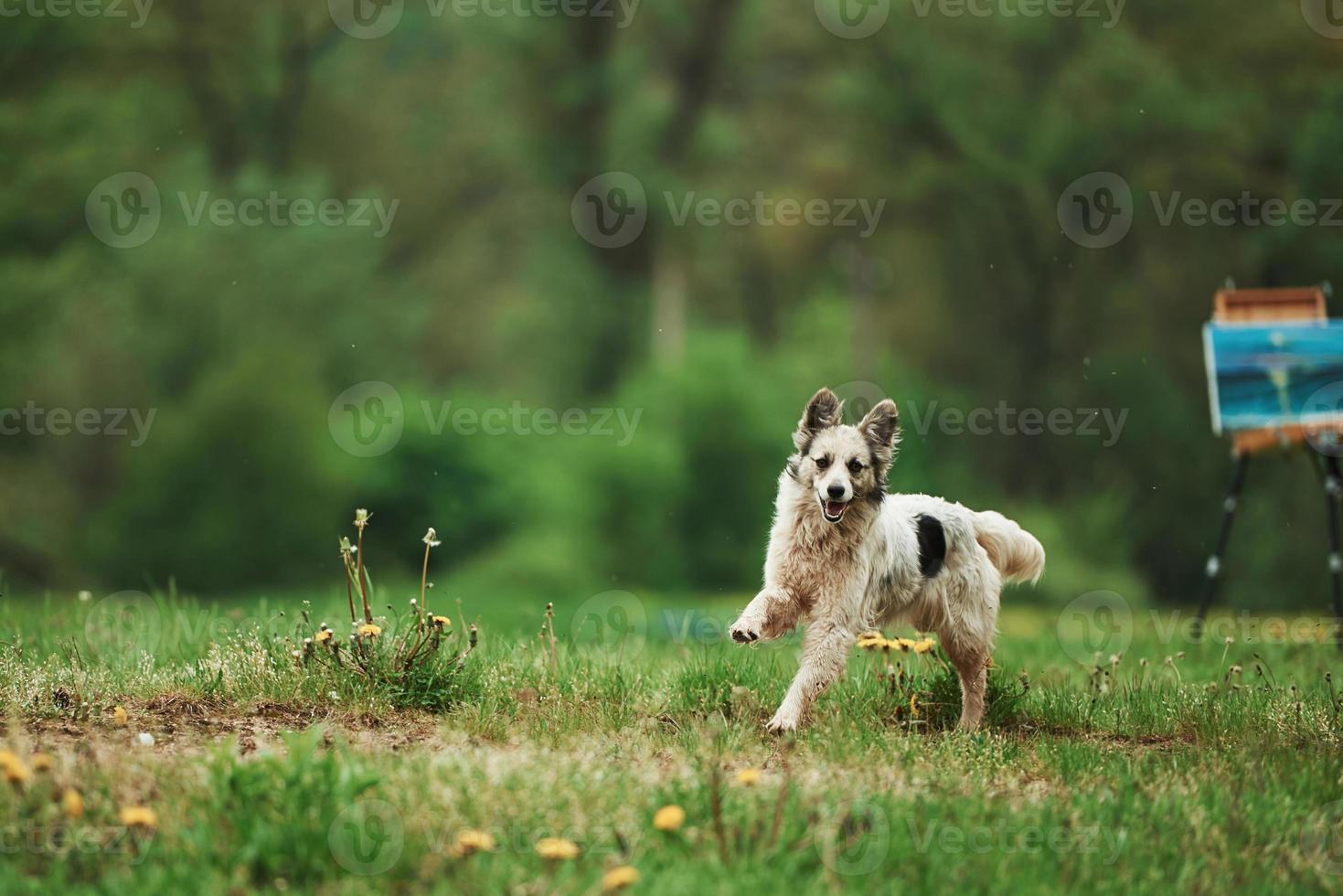 lindo perro disfrutando de un paseo durante el día cerca del bosque. pintura sobre caballete en el fondo foto