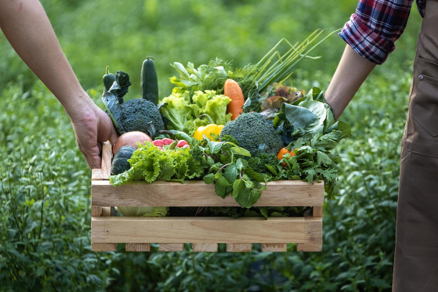 mano de granjeros que llevan la bandeja de madera llena de verduras orgánicas recién recogidas en el jardín para la temporada de cosecha y alimentos dietéticos saludables foto
