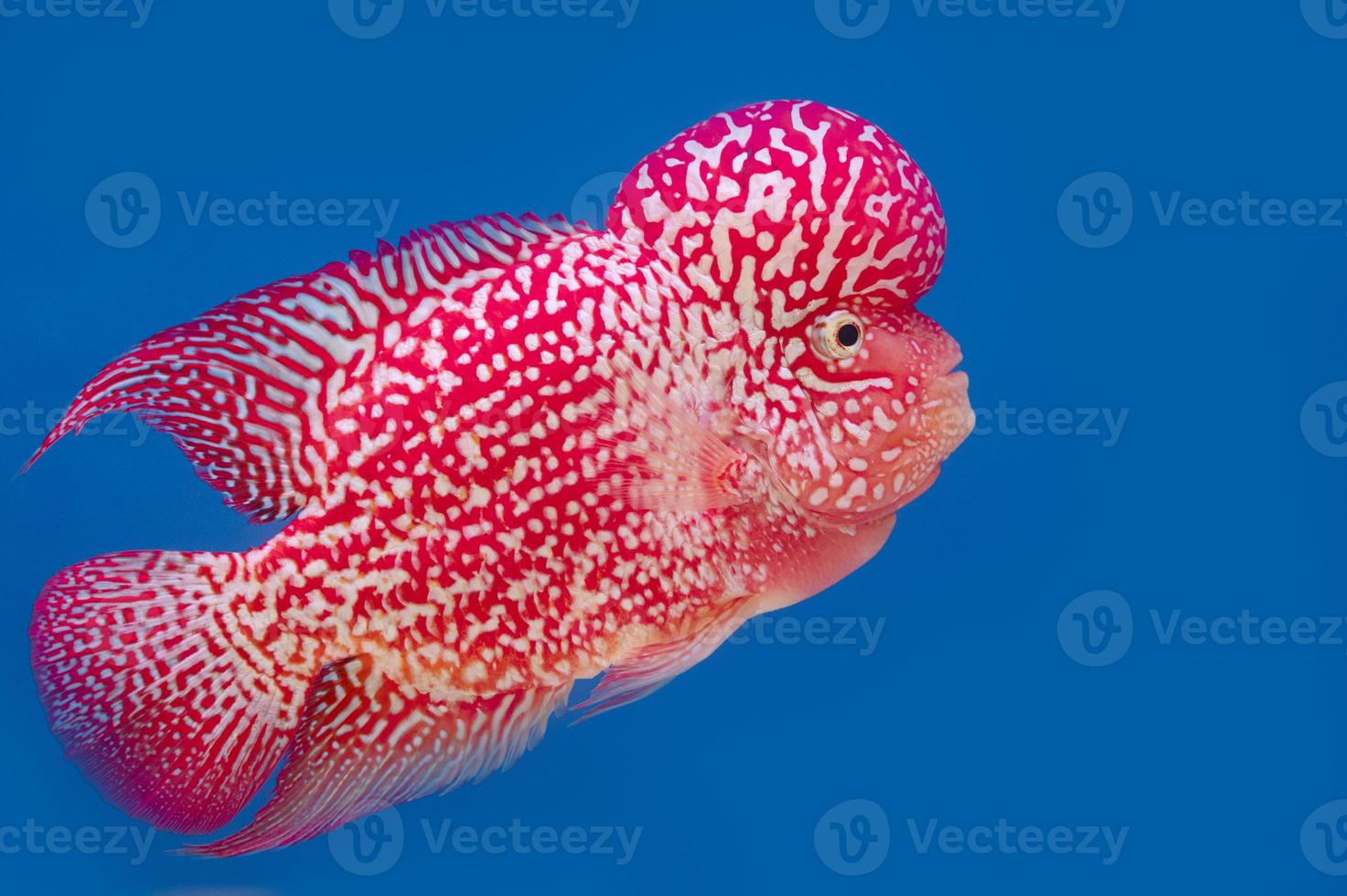 Flowerhorn Cichlid Care Guide  Species Overview  Fishkeeping World