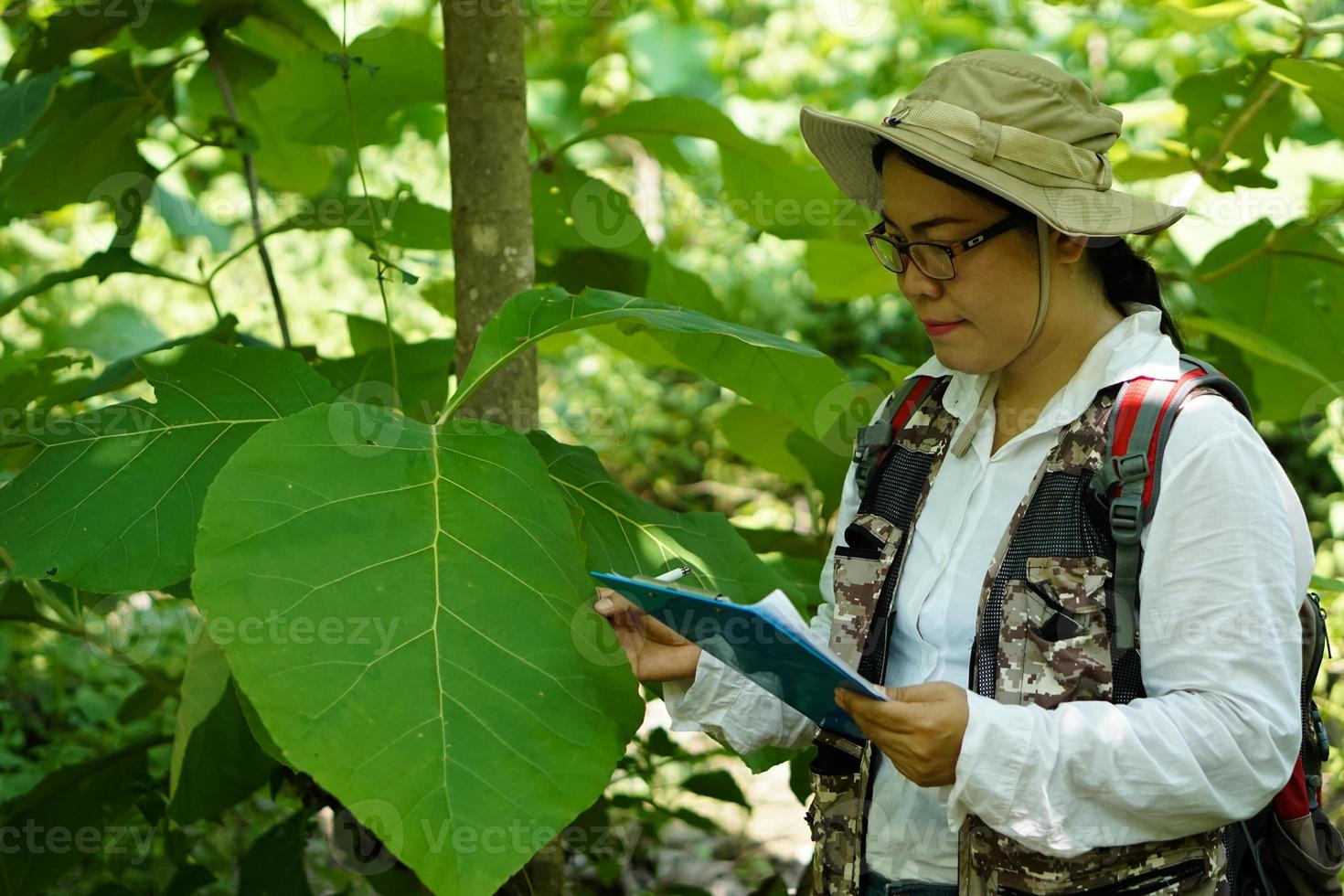 la botánica asiática usa sombrero, sostiene un portapapeles para observar y revisar la hoja de teca en el bosque. concepto, encuesta, investigación de plantas botánicas. conservación de los bosques y el medio ambiente. foto