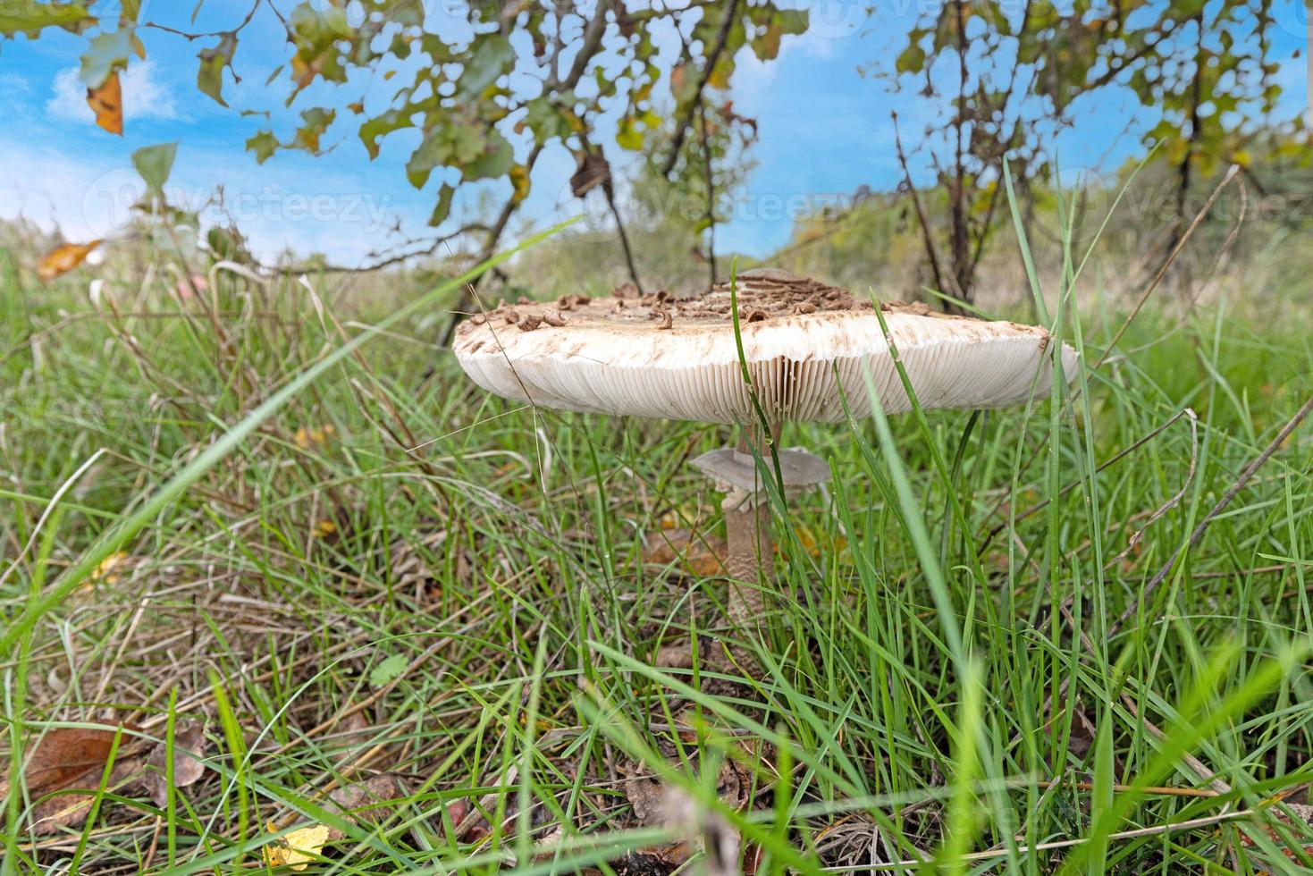 Close up of a parasol mushroom in a meadow during the day photo