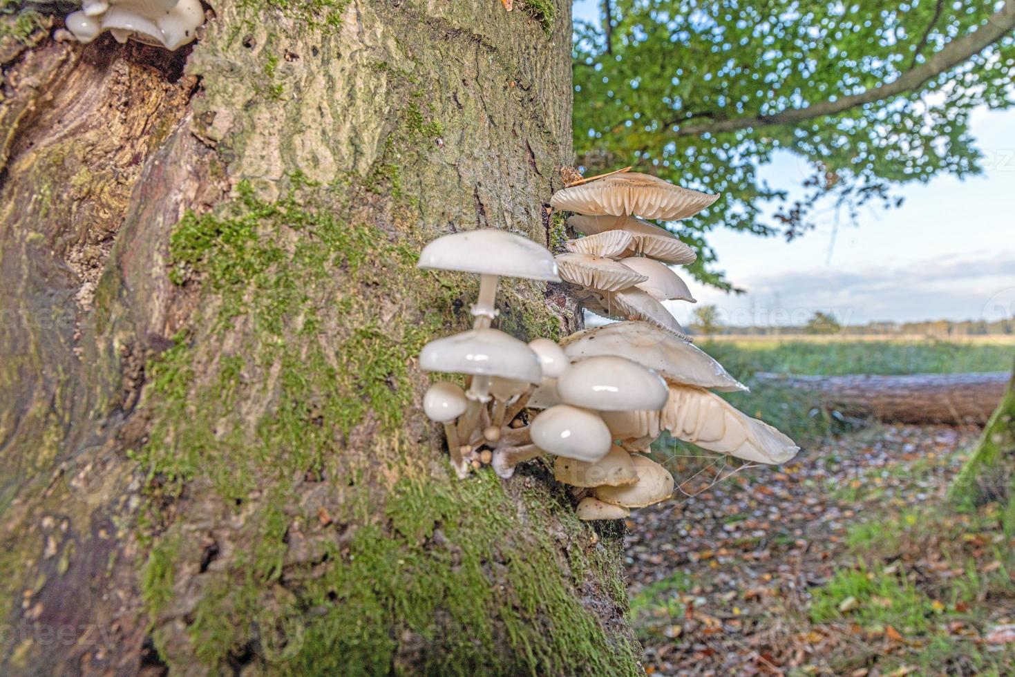 Close-up of a parasitic tree fungus on a tree trunk during the day photo