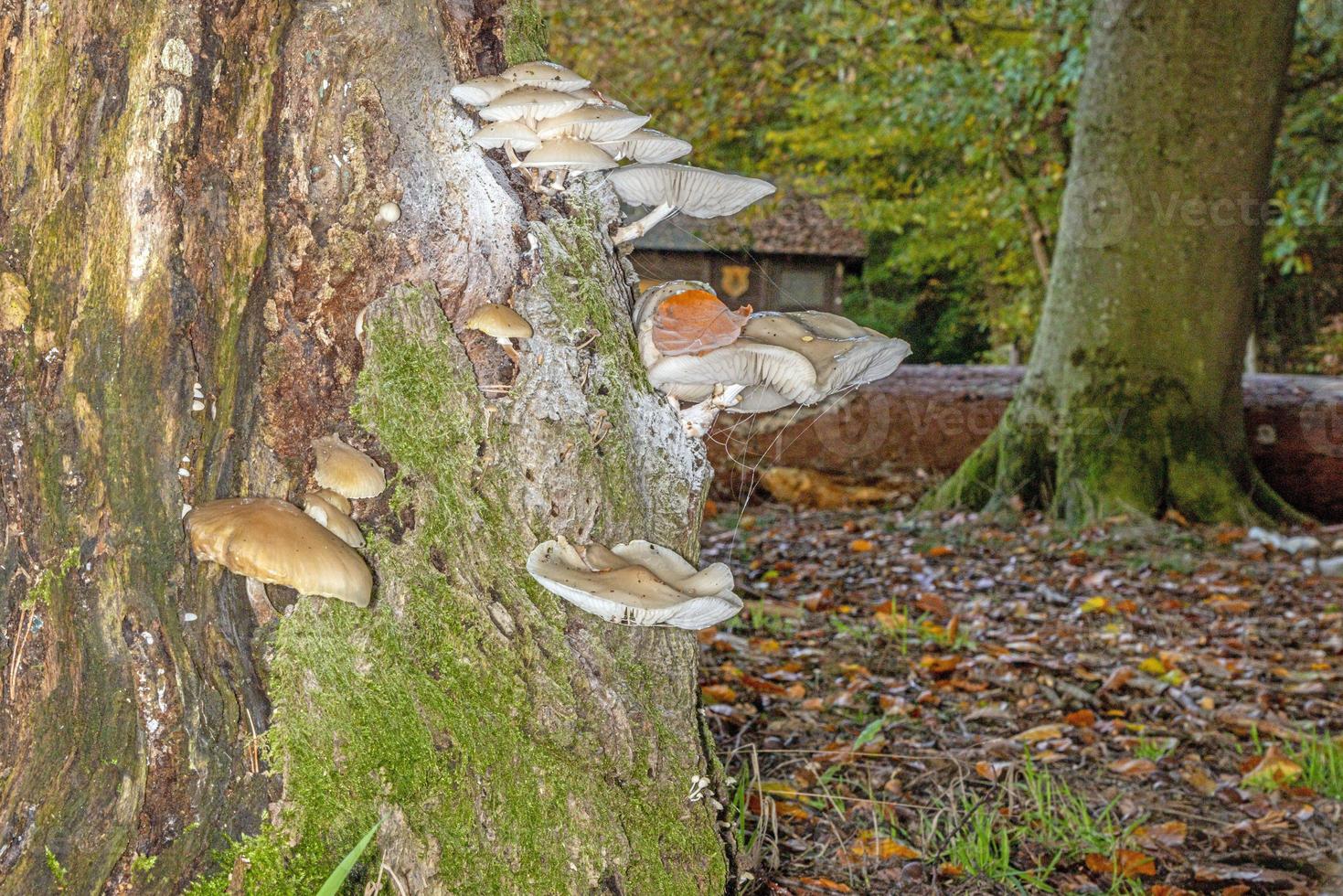 Close-up of a parasitic tree fungus on a tree trunk during the day photo