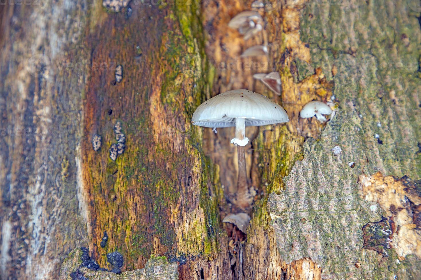 Close-up of a parasitic tree fungus on a tree trunk during the day photo