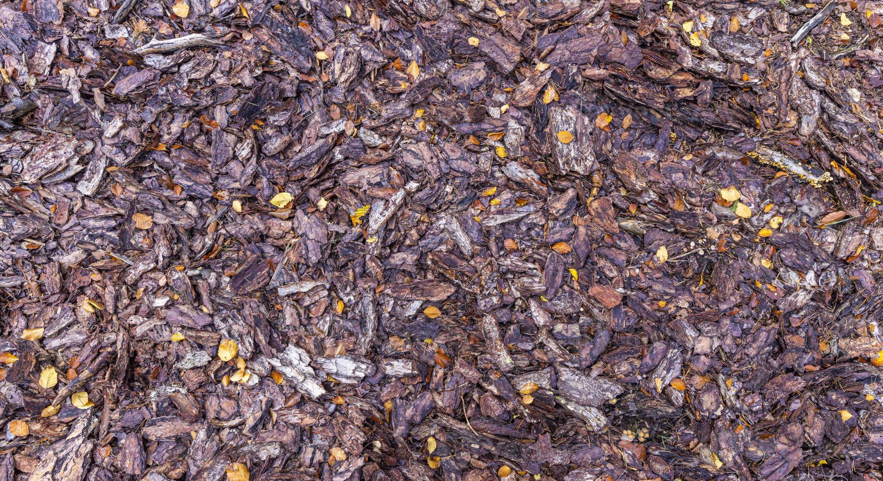 Vertical image of tree bark covered forest floor in autumn photo