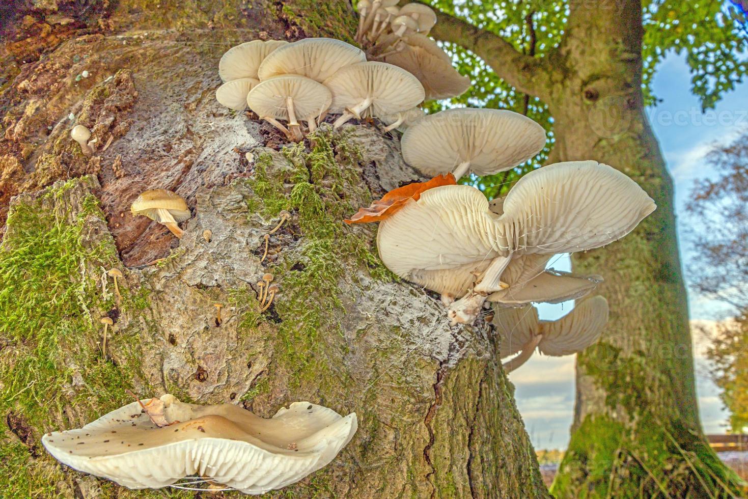 Close-up of a parasitic tree fungus on a tree trunk during the day photo