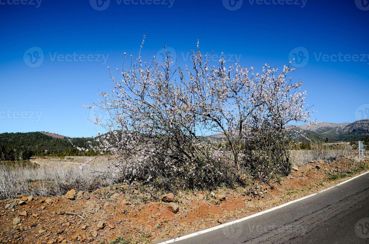 Roadside vegetation view photo
