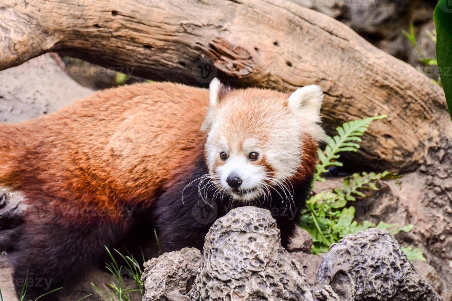 Cute red panda photo