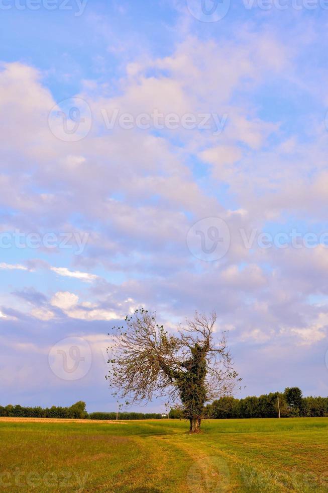 vista al campo con arbol foto