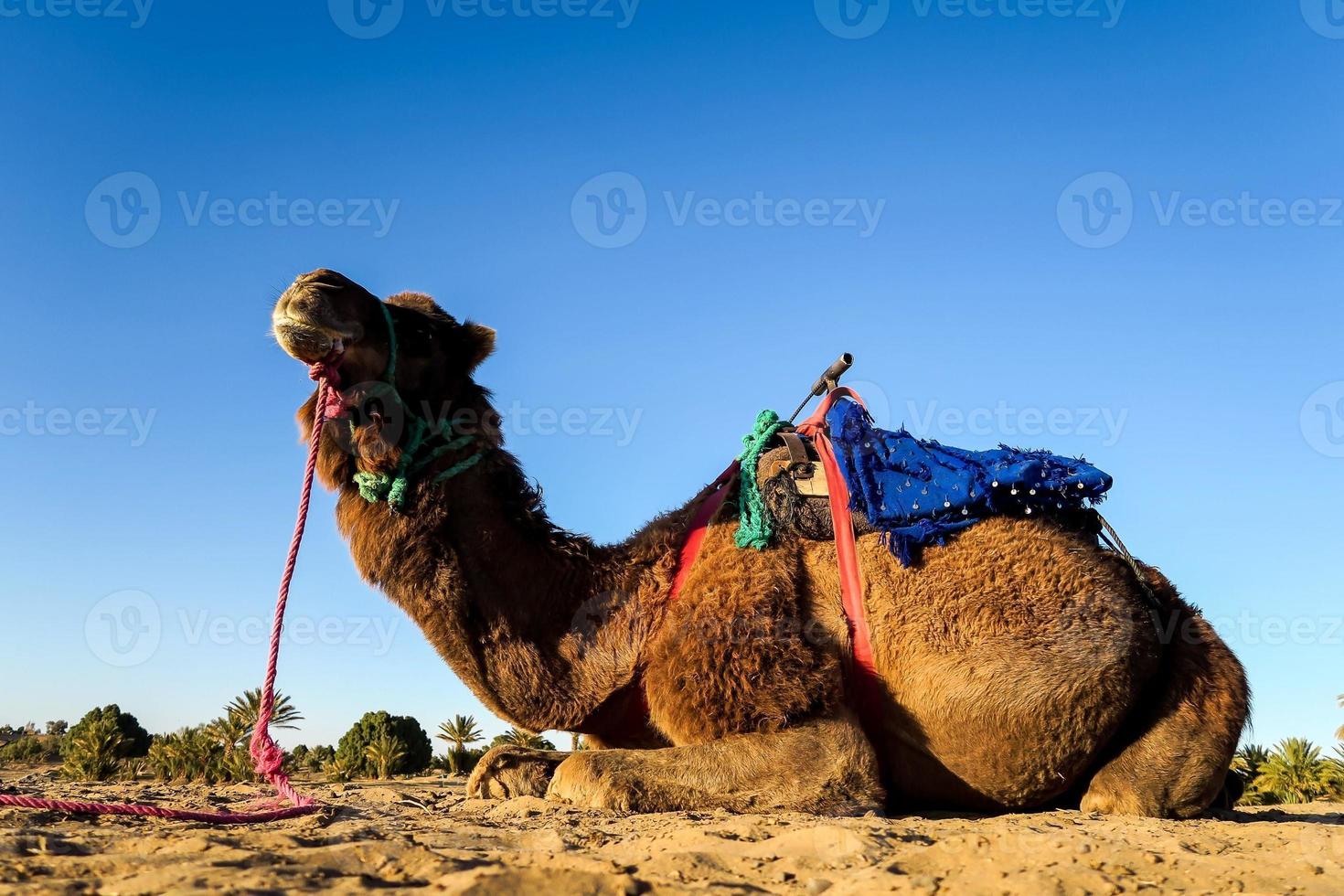 Camel laying down photo