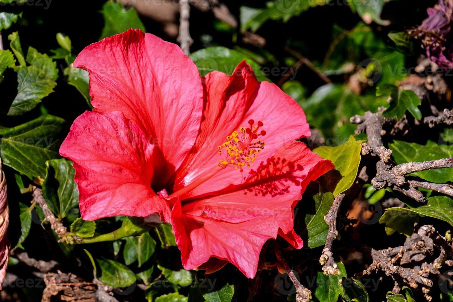 primer plano de la flor de hibisco foto