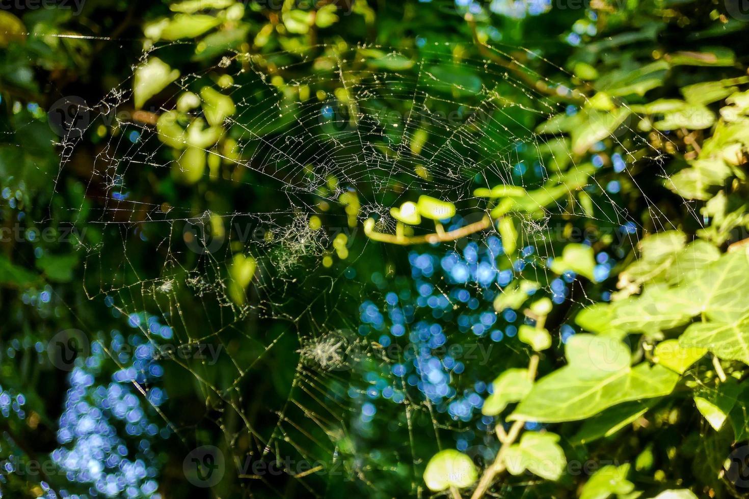 Spider web close-up photo