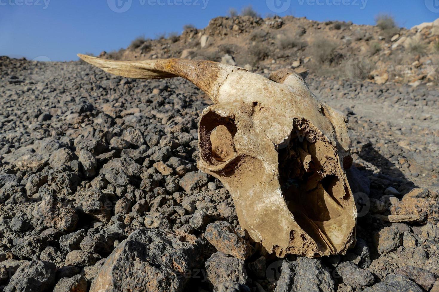 Goat skull on the ground photo