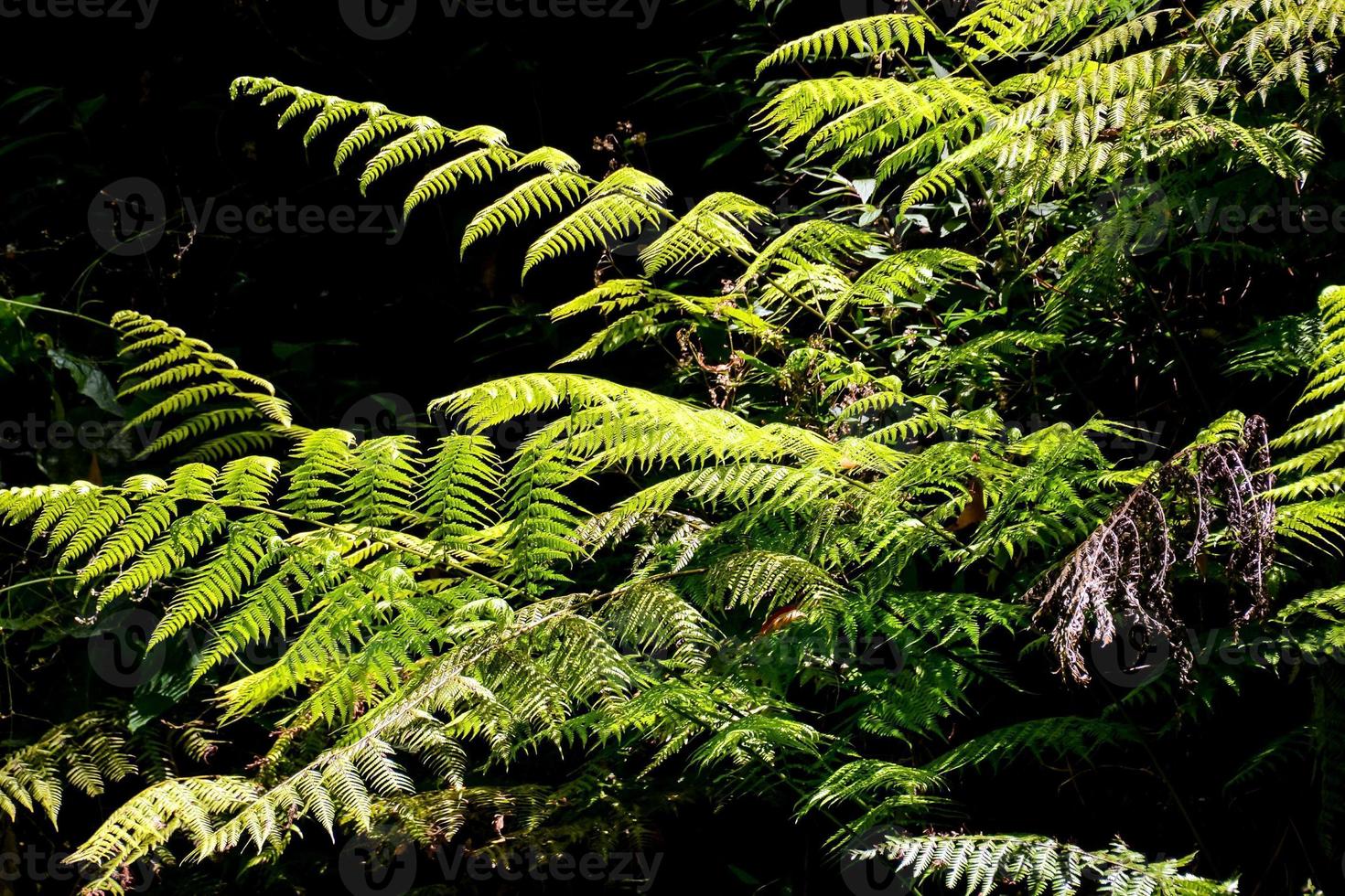 Green Leaves close-up photo