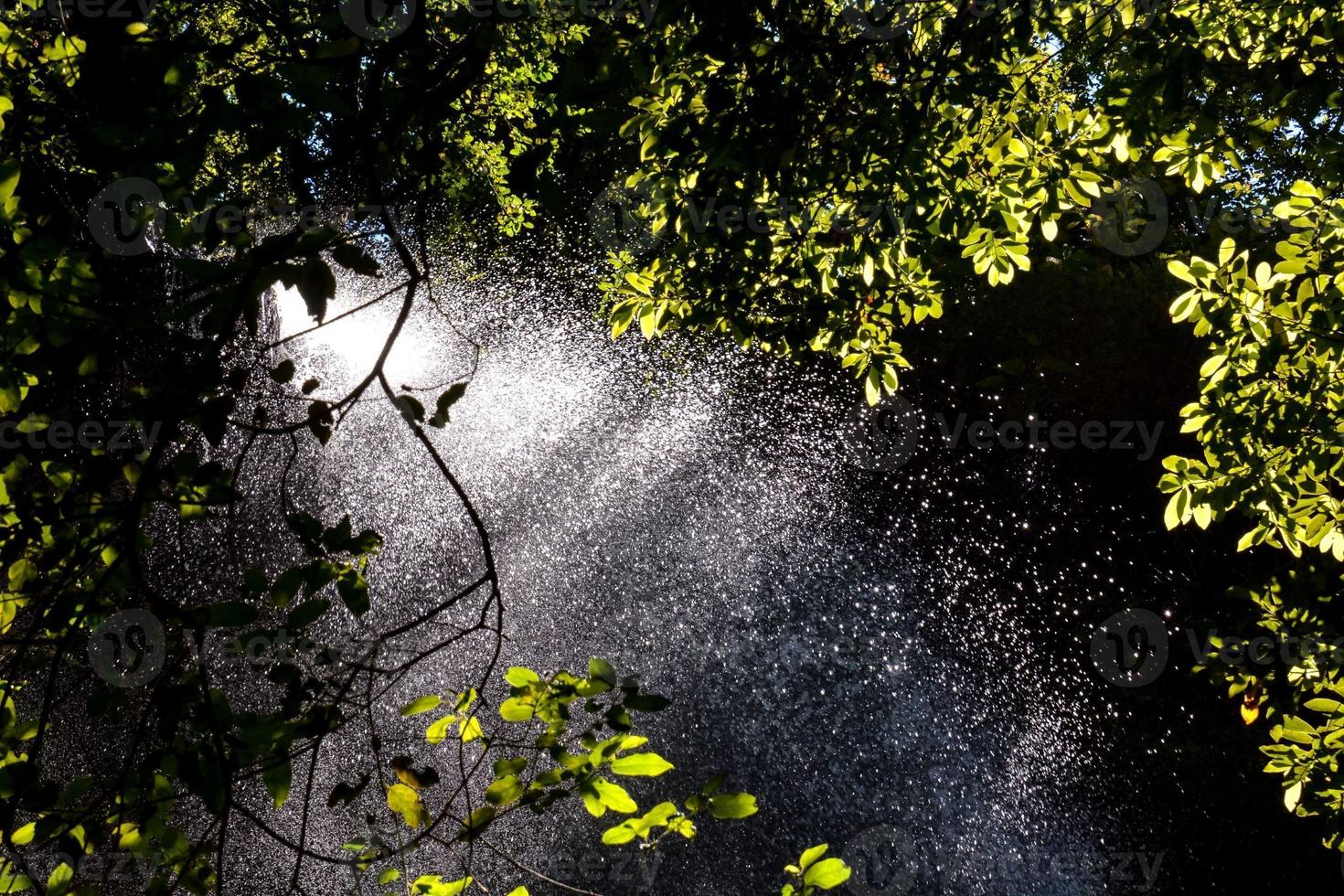 View of rainforest photo