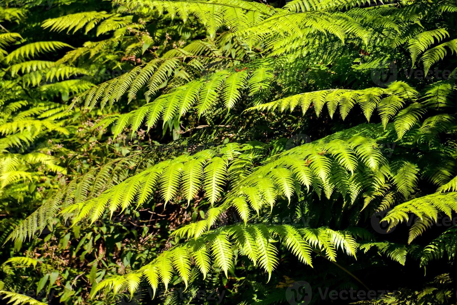 Green Leaves close-up photo