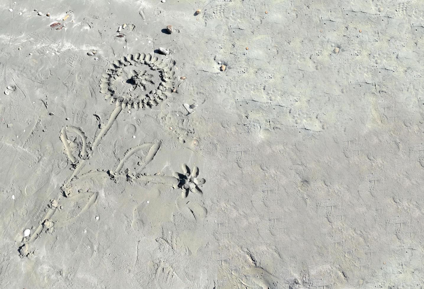 closeup sun flowers shape made from gray sand beach with sun light on summer photo