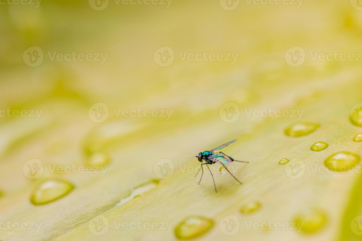 Macro image of tiny fly on green leaf with water drops. Abstract nature background photo