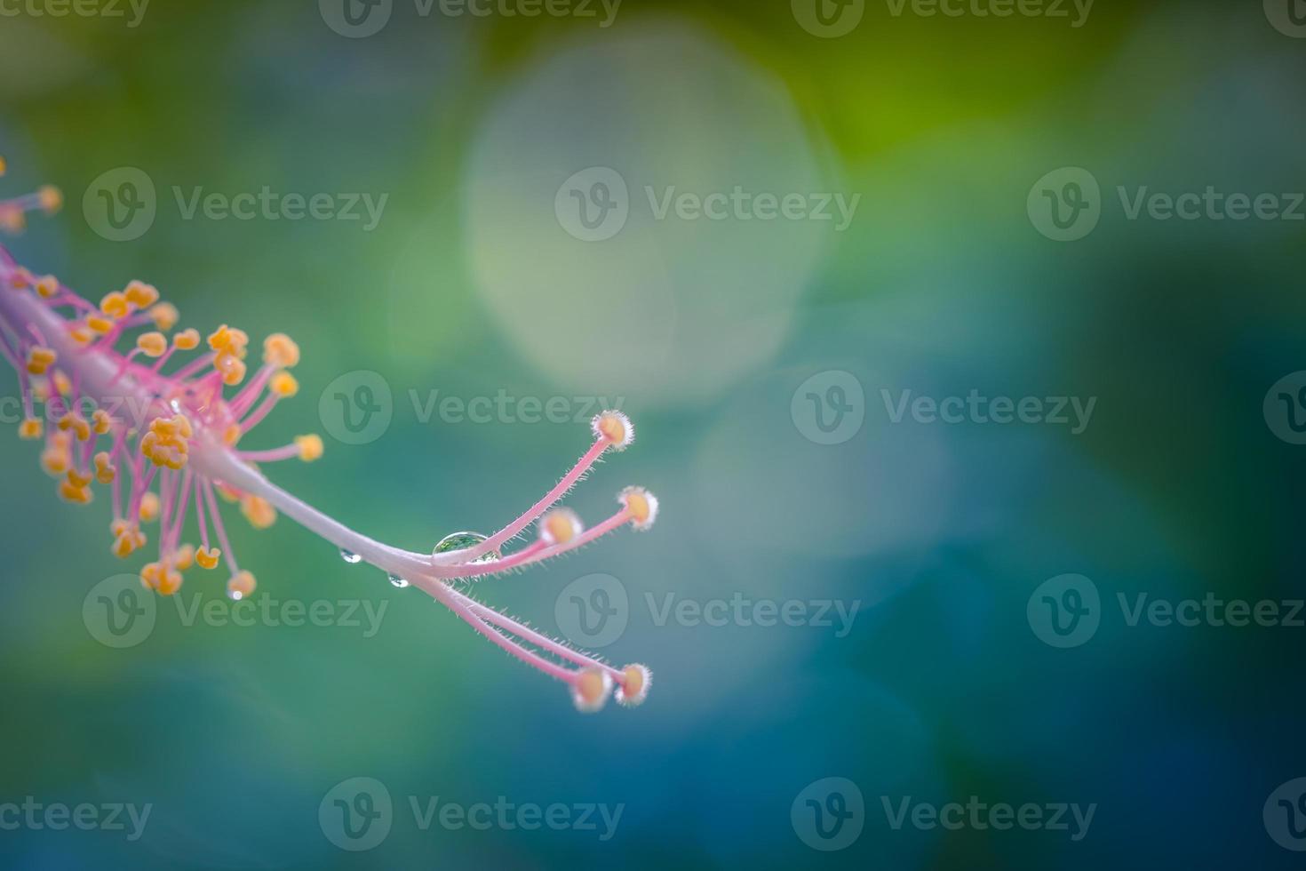 Beautiful dew drops on a hibiscus flower macro. Beautiful soft light blue and green background. Water drops closeup bright hibiscus seed. Soft dreamy tender artistic image form. Wonderful nature. photo